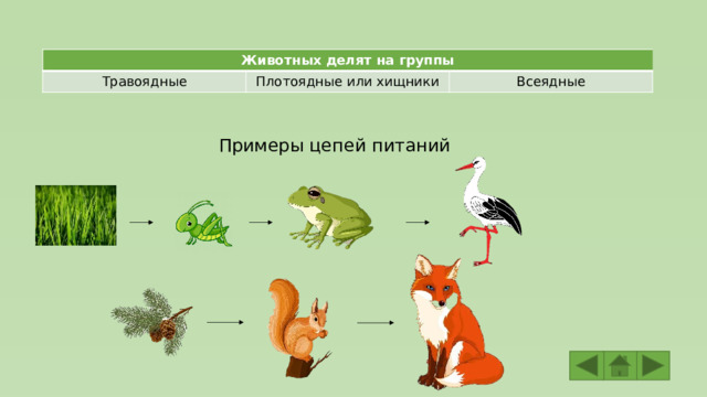 Животных делят на группы Травоядные Плотоядные или хищники Всеядные Примеры цепей питаний 