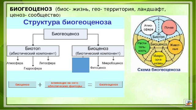 БИОГЕОЦЕНОЗ (биос- жизнь, гео- территория, ландшафт, ценоз- сообщество ) 