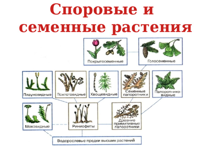 Споровые растения 7 класс