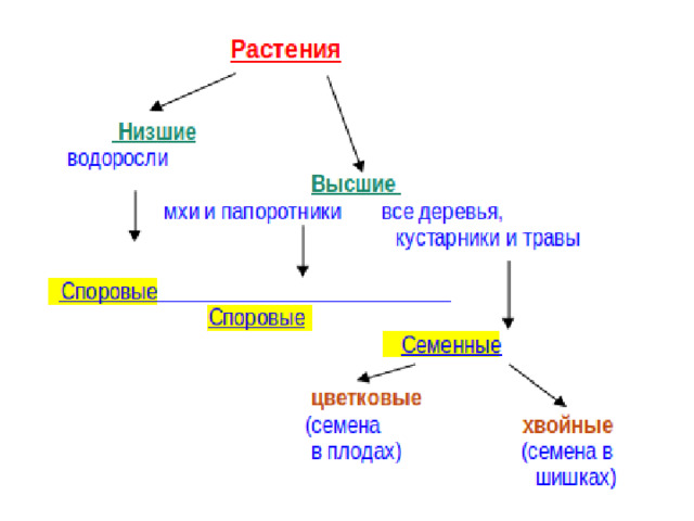 Приведите примеры семенных растений и мхов. Споровые и семенные растения. Этапы онтогенеза споровых и семенных растений,. Тесты по споровым и семенным растениям 6 класс биология.