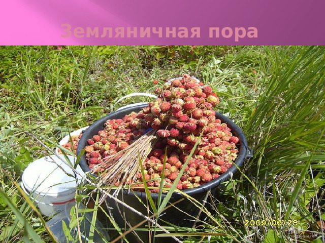 Земляничная пора 