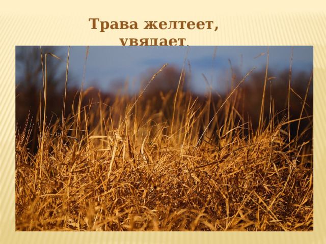 dry grass and leaves background texture Free Textures, Photos & Background Image