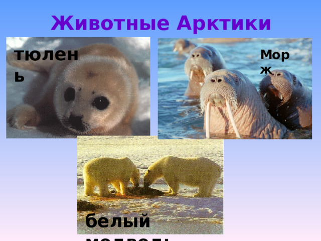 Животные Арктики тюлень Морж белый медведь 