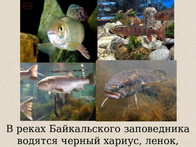 В реках Байкальского заповедника водятся черный хариус, ленок, налим и таймень. 