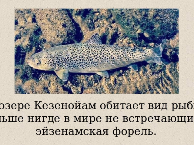 В озере Кезенойам обитает вид рыбы,  больше нигде в мире не встречающийся  эйзенамская форель. 