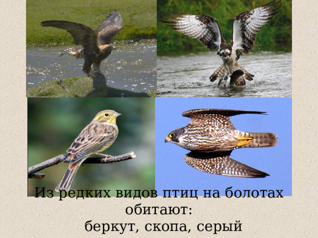 Из редких видов птиц на болотах обитают:    беркут, скопа, серый сорокопут, сапсан. 