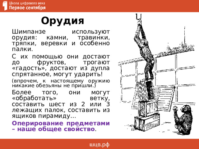 Орудия Шимпанзе используют орудия: камни, травинки, тряпки, веревки и особенно палки. С их помощью они достают до фруктов, трогают «гадость», достают из дупла спрятанное, могут ударить! (впрочем, к настоящему оружию никакие обезьяны не пришли.) Более того, они могут «обработать» ветку, составить шест из 2 или 3 лежащих палок, составить из ящиков пирамиду… Оперирование предметами – наше общее свойство . 