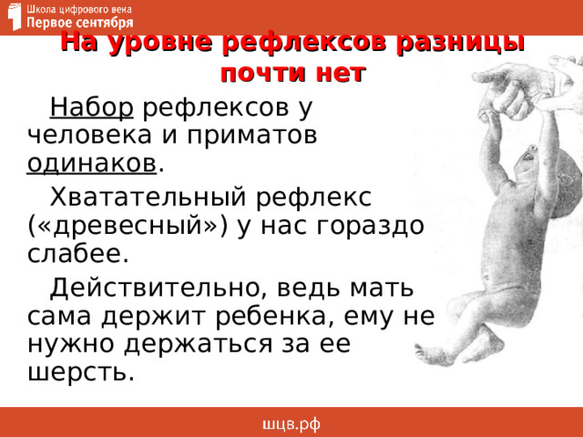 На уровне рефлексов разницы почти нет Набор рефлексов у человека и приматов одинаков . Хватательный рефлекс («древесный») у нас гораздо слабее. Действительно, ведь мать сама держит ребенка, ему не нужно держаться за ее шерсть. 