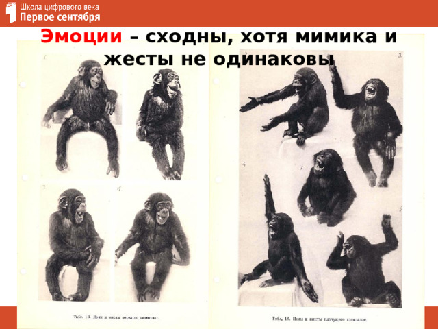 Эмоции – сходны, хотя мимика и жесты не одинаковы 