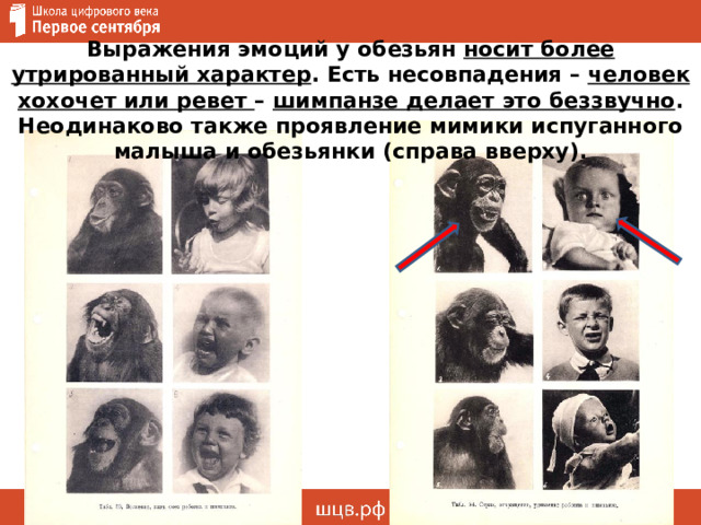Выражения эмоций у обезьян носит более утрированный характер . Есть несовпадения – человек хохочет или ревет – шимпанзе делает это беззвучно . Неодинаково также проявление мимики испуганного малыша и обезьянки (справа вверху). 