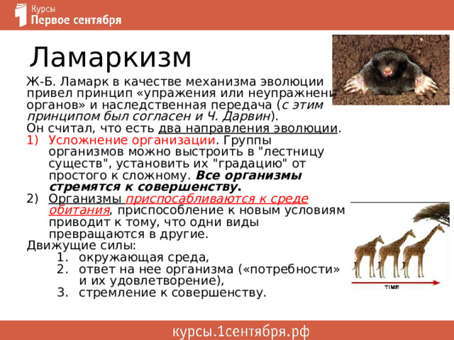 Ламаркизм Ж-Б. Ламарк в качестве механизма эволюции привел принцип «упражения или неупражнения органов» и наследственная передача ( с этим принципом был согласен и Ч. Дарвин ). Он считал, что есть два направления эволюции . Усложнение организации . Группы организмов можно выстроить в 