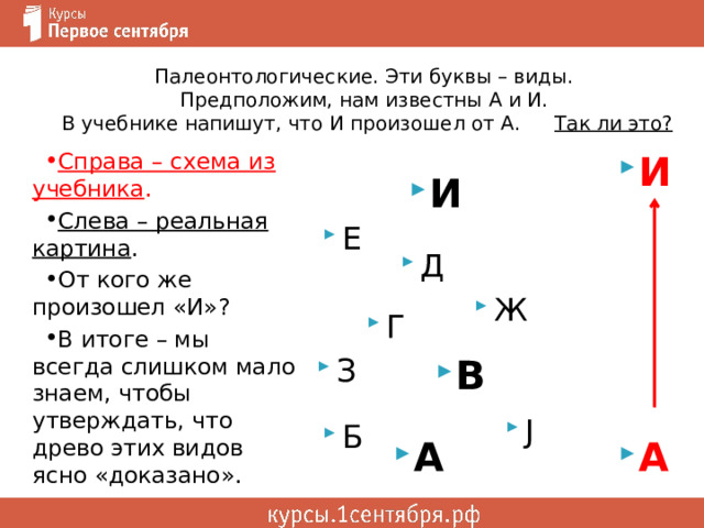 Палеонтологические. Эти буквы – виды.  Предположим, нам известны А и И.  В учебнике напишут, что И произошел от А.  Так ли это? И Справа – схема из учебника . Слева – реальная картина . От кого же произошел «И»? В итоге – мы всегда слишком мало знаем, чтобы утверждать, что древо этих видов ясно «доказано». И Е Д Ж Г В З J Б А А 