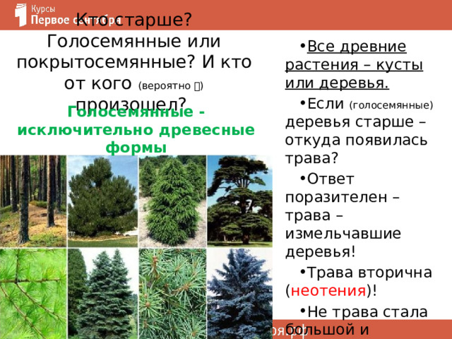 Кто старше? Голосемянные или покрытосемянные? И кто от кого (вероятно  ) произошел? Все древние растения – кусты или деревья. Если (голосемянные) деревья старше – откуда появилась трава? Ответ поразителен – трава – измельчавшие деревья! Трава вторична ( неотения )! Не трава стала большой и древянистой, а деревья отказались от древесины. Голосемянные - исключительно древесные формы 