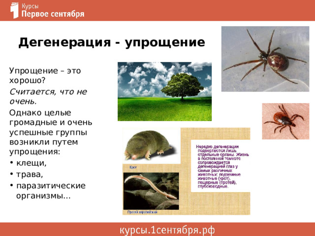 Дегенерация - упрощение Упрощение – это хорошо? Считается, что не очень. Однако целые громадные и очень успешные группы возникли путем упрощения: клещи, трава, паразитические организмы… 