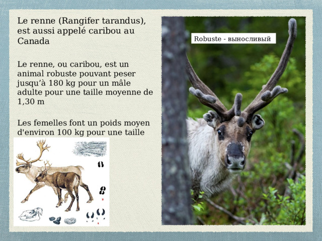Le renne (Rangifer tarandus), est aussi appelé caribou au Canada Robuste - выносливый Le renne, ou caribou, est un animal robuste pouvant peser jusqu’à 180 kg pour un mâle adulte pour une taille moyenne de 1,30 m Les femelles font un poids moyen d'environ 100 kg pour une taille de 1,10 m environ   