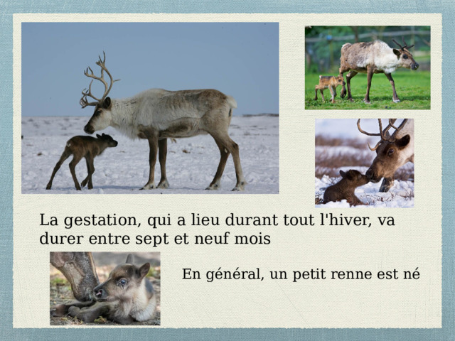 La gestation, qui a lieu durant tout l'hiver, va durer entre sept et neuf mois En général, un petit renne est né 