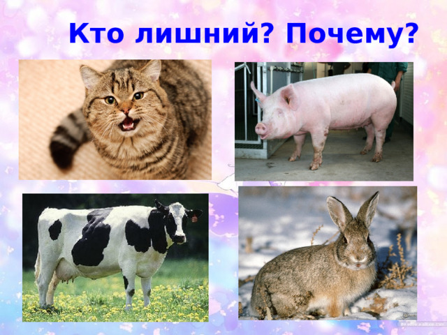 Кто лишний? Почему? 