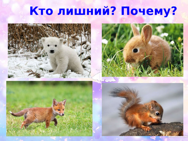 Кто лишний? Почему? 