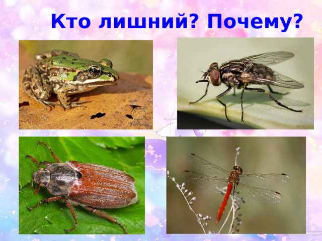 Кто лишний? Почему? 