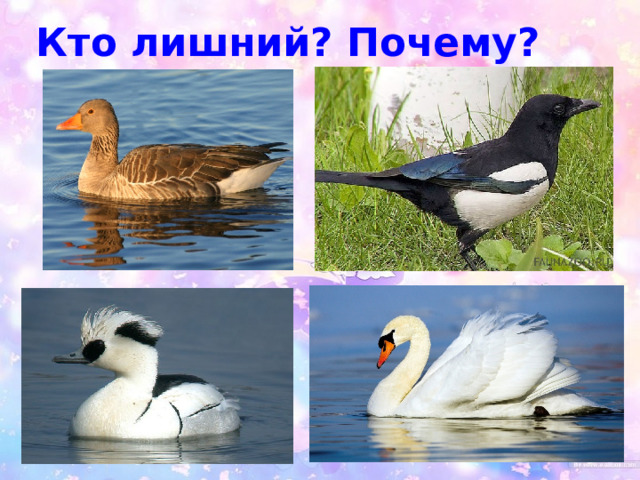 Кто лишний? Почему? 
