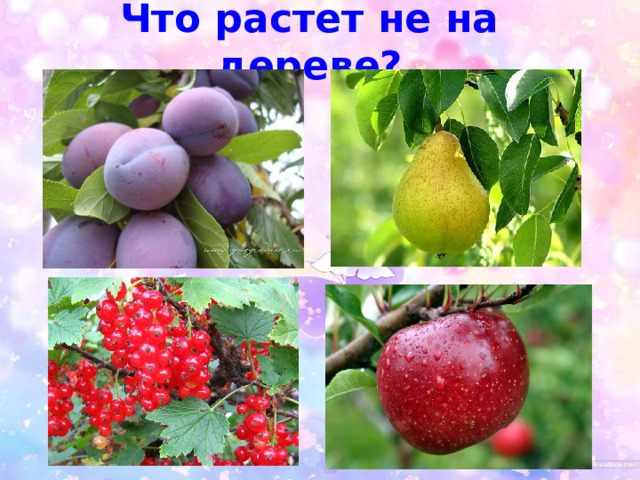 Что растет не на дереве? 