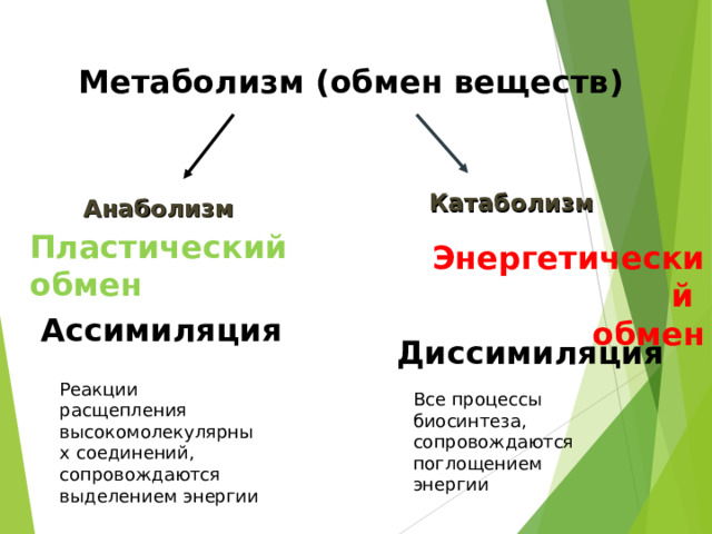 Пластический обмен анаболизм. Обмен веществ презентация