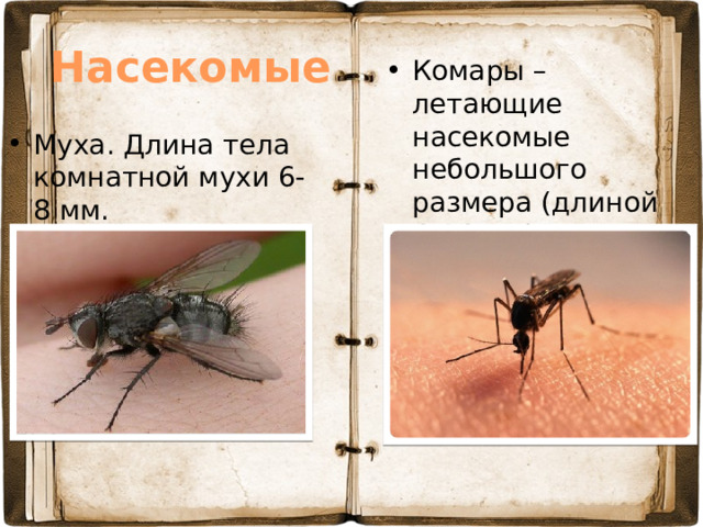 Насекомые Комары – летающие насекомые небольшого размера (длиной 4-14 мм) Муха. Длина тела комнатной мухи 6-8 мм. 
