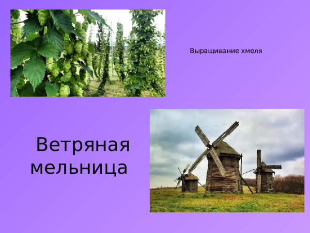   Выращивание хмеля     Ветряная  мельница 