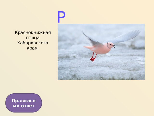 Р Краснокнижная птица Хабаровского края. Правильный ответ  