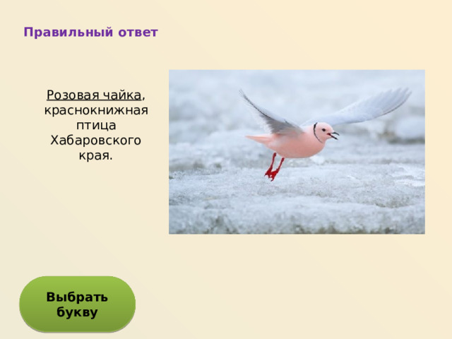 Правильный ответ Розовая чайка , краснокнижная птица Хабаровского края. Выбрать букву 