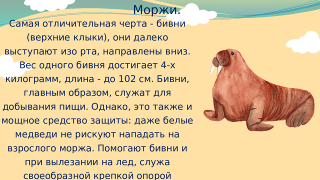 Моржи . Самая отличительная черта - бивни (верхние клыки), они далеко выступают изо рта, направлены вниз. Вес одного бивня достигает 4-х килограмм, длина - до 102 см. Бивни, главным образом, служат для добывания пищи. Однако, это также и мощное средство защиты: даже белые медведи не рискуют нападать на взрослого моржа. Помогают бивни и при вылезании на лед, служа своеобразной крепкой опорой 