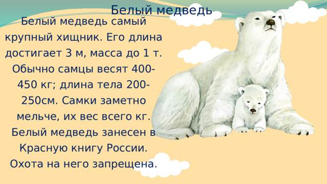 Белый медведь Белый медведь самый крупный хищник. Его длина достигает 3 м, масса до 1 т. Обычно самцы весят 400-450 кг; длина тела 200-250см. Самки заметно мельче, их вес всего кг. Белый медведь занесен в Красную книгу России. Охота на него запрещена. 