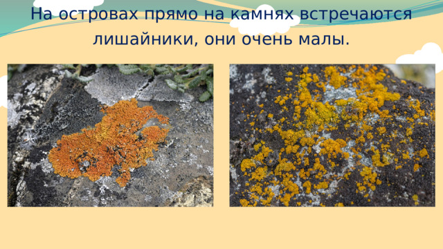 На островах прямо на камнях встречаются лишайники, они очень малы. 