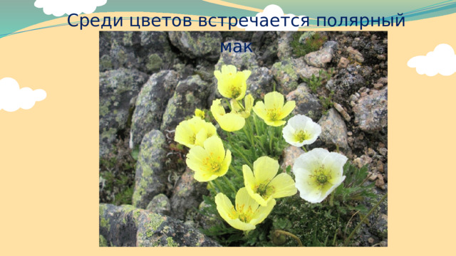 Среди цветов встречается полярный мак 