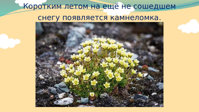 Коротким летом на ещё не сошедшем снегу появляется камнеломка. 