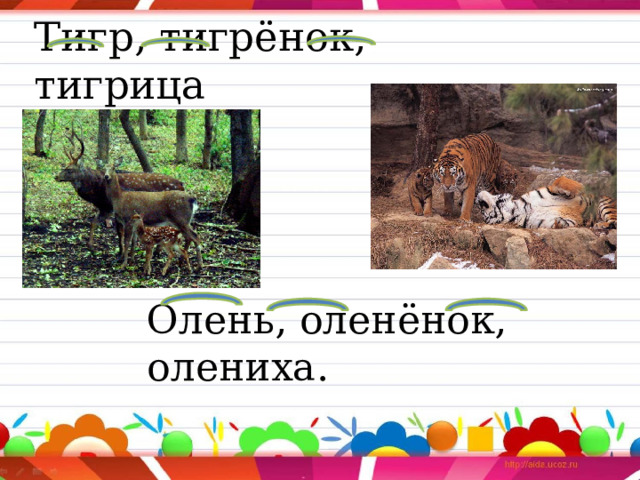 Тигр, тигрёнок, тигрица Олень, оленёнок, олениха. 