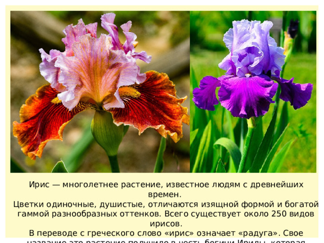 Ирис — многолетнее растение, известное людям с древнейших времен. Цветки одиночные, душистые, отличаются изящной формой и богатой гаммой разнообразных оттенков. Всего существует около 250 видов ирисов. В переводе с греческого слово «ирис» означает «радуга». Свое название это растение получило в честь богини Ириды, которая сходила по радуге на землю. Благодаря своей пестрой окраске ирисы и получили такое название. 
