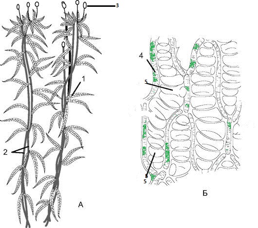 Строение сфагнума рисунок с надписями