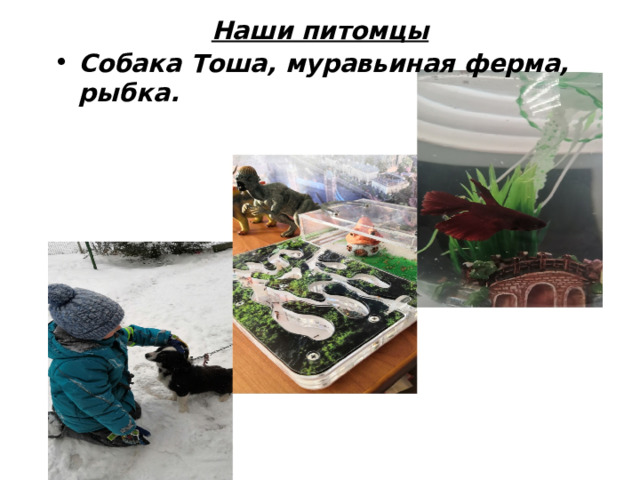 Наши питомцы   Собака Тоша, муравьиная ферма, рыбка. 