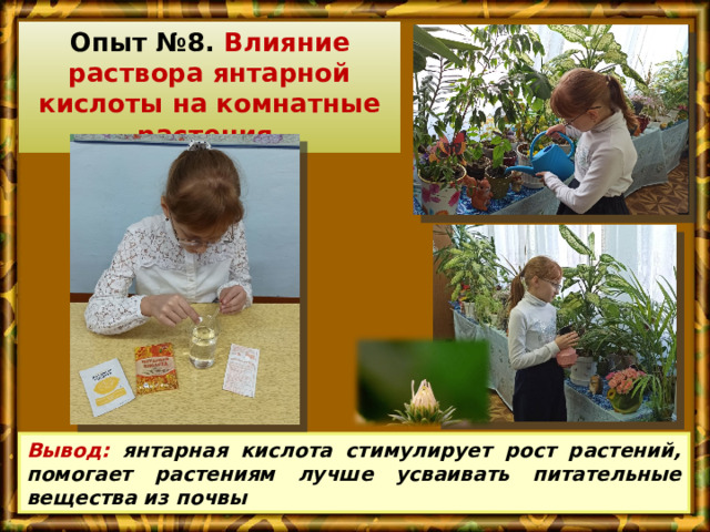 Опыт №8. Влияние раствора янтарной кислоты на комнатные растения Вывод: янтарная кислота стимулирует рост растений, помогает растениям лучше усваивать питательные вещества из почвы 