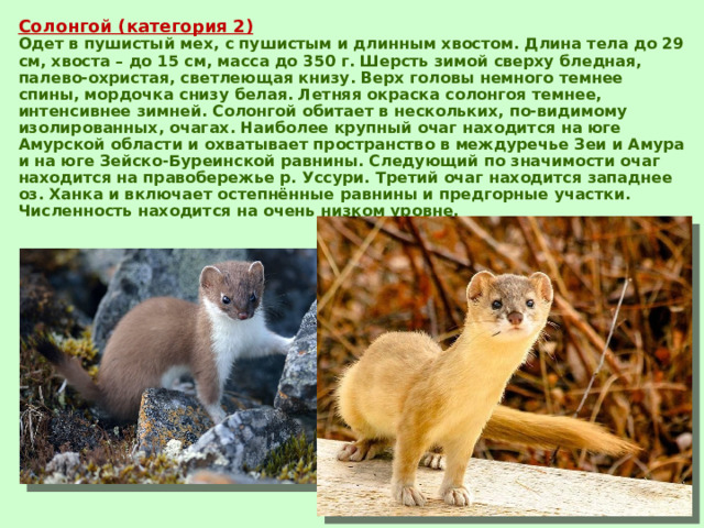 Солонгой (категория 2)  Одет в пушистый мех, с пушистым и длинным хвостом. Длина тела до 29 см, хвоста – до 15 см, масса до 350 г. Шерсть зимой сверху бледная, палево-охристая, светлеющая книзу. Верх головы немного темнее спины, мордочка снизу белая. Летняя окраска солонгоя темнее, интенсивнее зимней. Солонгой обитает в нескольких, по-видимому изолированных, очагах. Наиболее крупный очаг находится на юге Амурской области и охватывает пространство в междуречье Зеи и Амура и на юге Зейско-Буреинской равнины. Следующий по значимости очаг находится на правобережье р. Уссури. Третий очаг находится западнее оз. Ханка и включает остепнённые равнины и предгорные участки. Численность находится на очень низком уровне. 