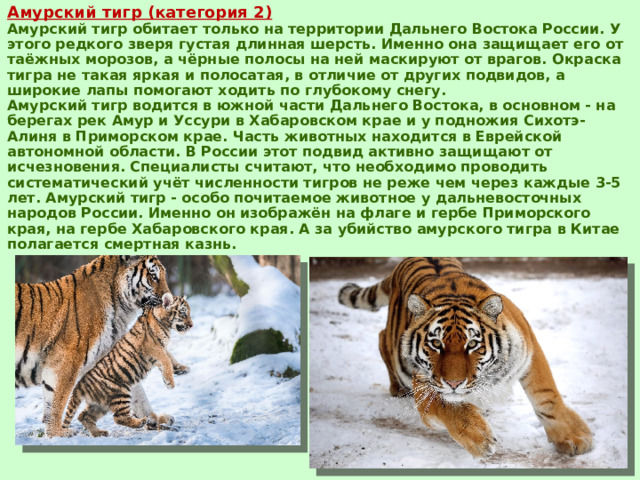 Амурский тигр (категория 2)  Амурский тигр обитает только на территории Дальнего Востока России. У этого редкого зверя густая длинная шерсть. Именно она защищает его от таёжных морозов, а чёрные полосы на ней маскируют от врагов. Окраска тигра не такая яркая и полосатая, в отличие от других подвидов, а широкие лапы помогают ходить по глубокому снегу.  Амурский тигр водится в южной части Дальнего Востока, в основном - на берегах рек Амур и Уссури в Хабаровском крае и у подножия Сихотэ-Алиня в Приморском крае. Часть животных находится в Еврейской автономной области. В России этот подвид активно защищают от исчезновения. Специалисты считают, что необходимо проводить систематический учёт численности тигров не реже чем через каждые 3-5 лет. Амурский тигр - особо почитаемое животное у дальневосточных народов России. Именно он изображён на флаге и гербе Приморского края, на гербе Хабаровского края. А за убийство амурского тигра в Китае полагается смертная казнь. 