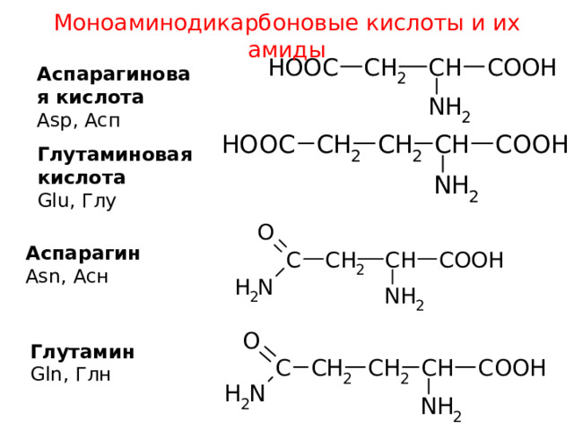 Моноаминодикарбоновые кислоты и их амиды Аспарагиновая кислота Asp , Асп Глутаминовая кислота Glu , Глу Аспарагин Asn, Асн Глутамин Gln, Глн 