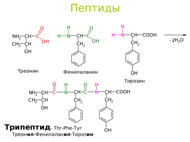 Пептиды Треонин Фенилаланин Тирозин Трипептид - Thr-Phe-Tyr  Треон ил -Фенилалан ил -Тироз ин 