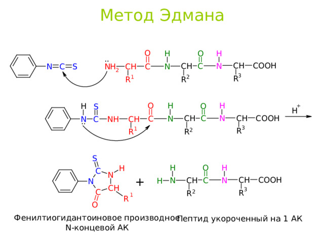 Метод Эдмана Фенилтиогидантоиновое производное N- концевой АК Пептид укороченный на 1 АК 