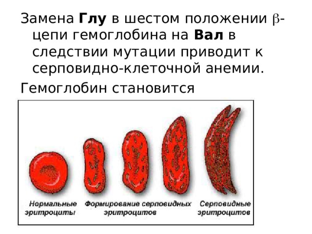 Замена Глу в шестом положении  - цепи гемоглобина на Вал в следствии мутации приводит к серповидно-клеточной анемии. Гемоглобин становится неустойчивым  