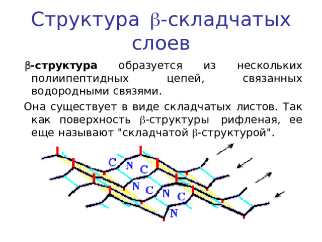 Структура   - складчатых слоев   -структура образуется из нескольких полиипептидных цепей, связанных водородными связями.  Она существует в виде складчатых листов. Так как поверхность  -структуры  рифленая, ее еще называют 