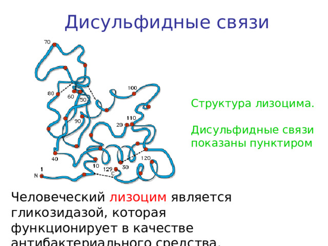 Дисульфидные связи Структура лизоцима. Дисульфидные связи показаны пунктиром Человеческий лизоцим является гликозидазой, которая функционирует в качестве антибактериального средства. 