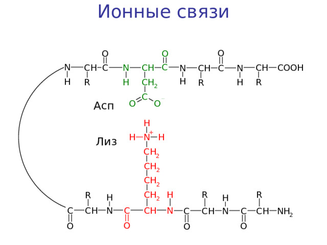 Ионные связи   Асп Лиз 