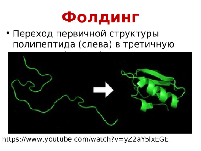Фолдинг Переход первичной структуры полипептида (слева) в третичную структуру (справа). https://www.youtube.com/watch?v=yZ2aY5lxEGE 